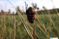 Zygaena-filipendulae-1