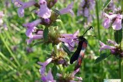 Zygaena-filipendulae-3