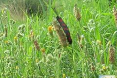 Zygaena-filipendulae-4